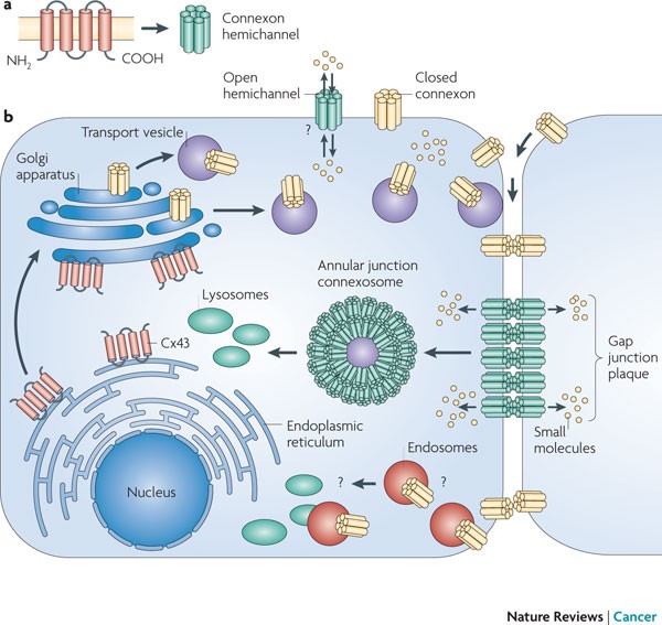 Connexin Review